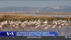 Shqipëri: Shtohen flamingot në Nartë,  por e ardhmja e tyre e kërcënuar  