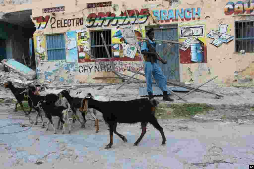 Goats walk down street in front of a bullet scarred building in Mogadishu. (VOA - P. Heinlein)