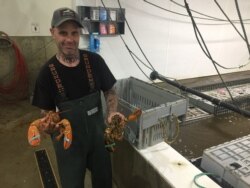 An employee holds two lobsters at Maine Coast, a live lobster wholesaler headquartered in York, Maine. (J.Taboh/VOA)