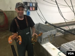 An employee holds two lobsters at Maine Coast, a live lobster wholesaler headquartered in York, Maine. (J.Taboh/VOA)