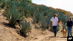 Leo Ortega and his wife walk around their property, surrounded by blue agave plants, in Murrieta, Calif., Tuesday, Oct. 17, 2023.