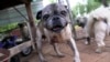 A rescued pug plays in the home of Cheryl Gaw in Johannesburg, South Africa, Jan. 14, 2025.