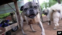 A rescued pug plays in the home of Cheryl Gaw in Johannesburg, South Africa, Jan. 14, 2025.