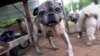 A rescued pug plays in the home of Cheryl Gaw in Johannesburg, South Africa, Jan. 14, 2025.