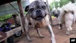 A rescued pug plays in the home of Cheryl Gaw in Johannesburg, South Africa, Jan. 14, 2025.