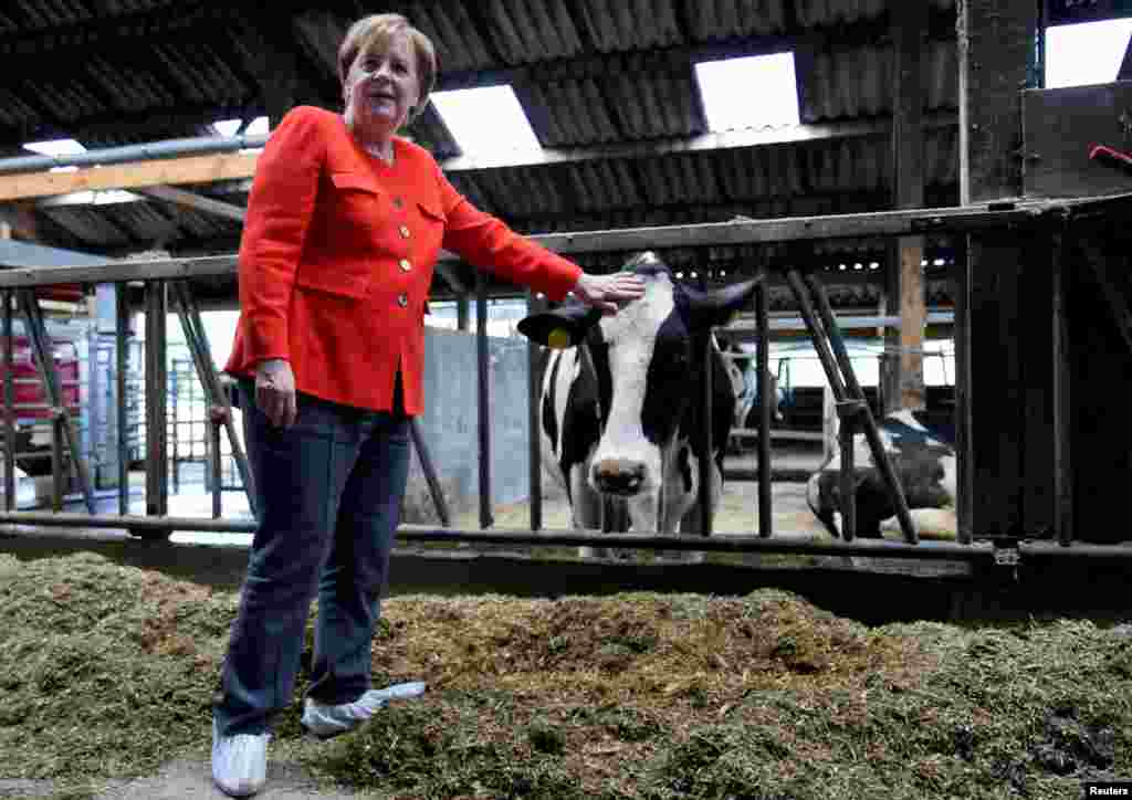 &nbsp;آنگلا مرکل، صدراعظم آلمان از یک مزرعه تولید فراورده های لبنی در آلمان بازدید کرد. &nbsp;