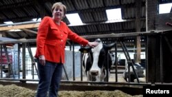 Kanselir Jerman, Angela Merkel saat meninjau peternakan sapi di Nienborstel, jerman, 19 Juli 2018.