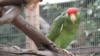 The red-crowned parrots have made a home for themselves in Los Angeles County, Calif. This one is in captivity. They are native to northeastern Mexico. 