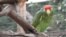 The red-crowned parrots have made a home for themselves in Los Angeles County, Calif. This one is in captivity. They are native to northeastern Mexico. 