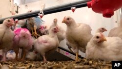 This Friday, Oct. 12, 2018 photo shows chickens under observation at the University of Guelph in Ontario, Canada. Researchers are tracking chicken traits like weight, growth rate and meat quality they hope will be useful to the poultry industry. (AP Photo/Federica Narancio)