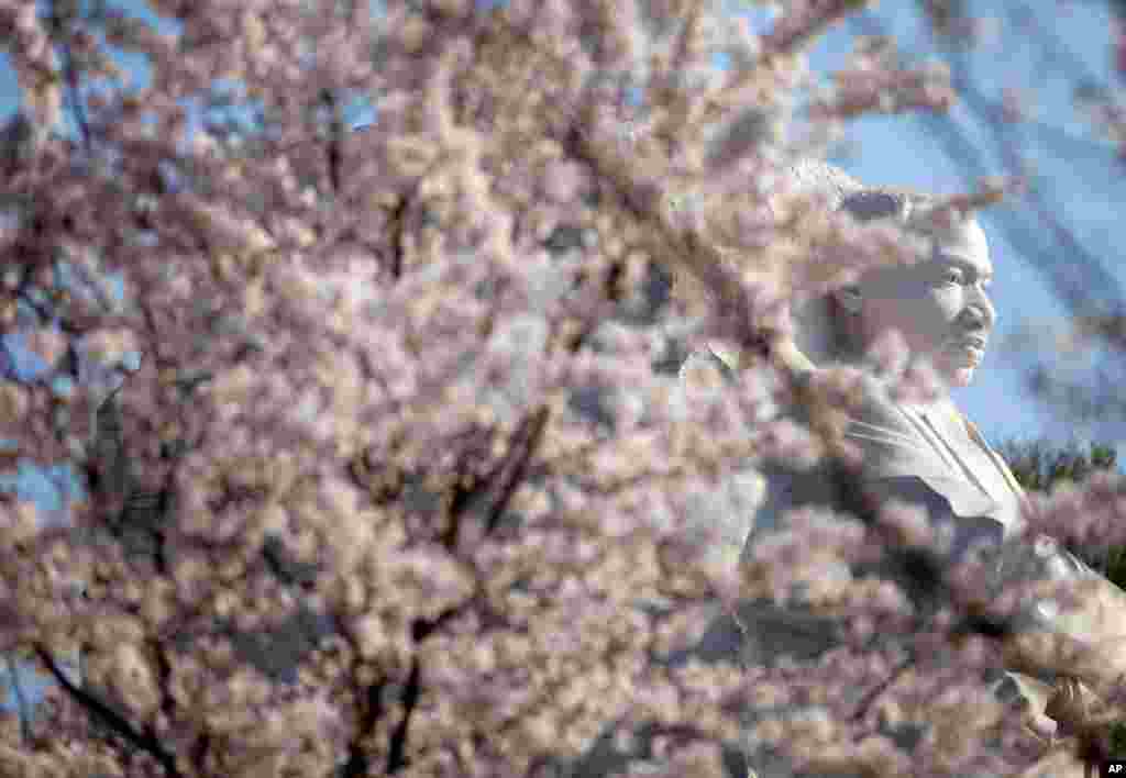 Cherry blossoms blooming near the Martin Luther King Jr. National Memorial in Washington, March 19, 2012. (AP)