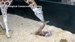 У Грінвічі народився маленький жираф