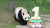 美国国家动物园为熊猫贝贝庆贺首个生日