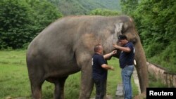 Frank Goeritz (kiri), Kepala Layanan Veteriner di Institut Leibniz untuk penelitian kebun binatang dan satwa liar di Berlin, dan Amir Khalil, Kepala Pengembangan Proyek di Four Paws International, mengambil sampel darah Kaavan. (Foto: Reuters)