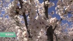 VOA连线(莫雨)：华盛顿即将迎来樱花季