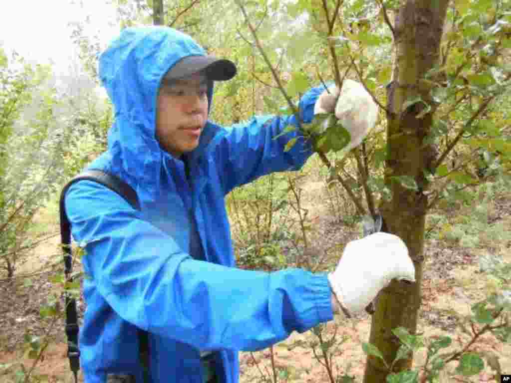 一位義工正冒雨修剪白楊樹的分枝