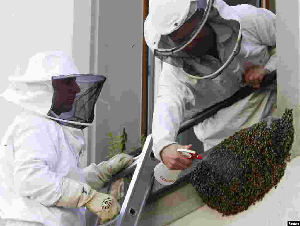 City of Bern fire fighters collect a colony of honeybees from the ledge of a window outside the Media Center in Bern, Switzerland. The swarm of bees will be given to a local beekeeper. 