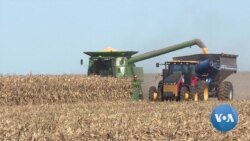英语视频：美国农民在贸易战和弹劾案的不确定性中收获庄稼