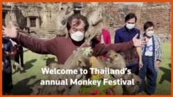 Monkey Festival Returns to Thai Town