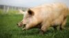  A pig named Yossi, grazes at "Freedom Farm" in Moshav Olesh, Israel March 7, 2019. Yale scientists looking to enhance brain study, were able to restore basic cellular activity in the brains of pigs hours after their death.