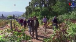 California intenta revitalizar el turismo vinícola tras los incendios