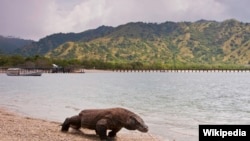 Seekor Komodo Dragon di Taman Nasional Komodo (foto: Wikipedia). 