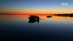 Oyster Farm 