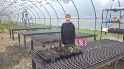 Farm employee Jack, 13, who works at A Farm Less Ordinary in Bluemont, Virginia, says he likes farm work and finds it interesting and meaningful. (Faiza Elmasry/VOA)