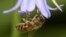 A bee covered with pollen hooks itself onto a petal of a bluebell in a garden, as the spread of the coronavirus disease (COVID-19) continues, in West London, Britain, April 23, 2020.