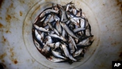 Herring cover the bottom of a barrel at a bait dealer in Portland, Maine. Members of the lobster business fear a looming bait crisis could disrupt the industry during a time when lobsters are as plentiful and valuable as ever, March 18, 2019.