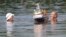 A couple swims beside a model boat in a lake in Ertingen, Germany, Wednesday, June 26, 2019. 