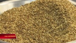 ‘Siêu bột’ từ bã bia