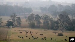 Smoke and rain mist mix in air as cattle graze below burnt grass fields near Milton, Australia, Jan. 5, 2020.