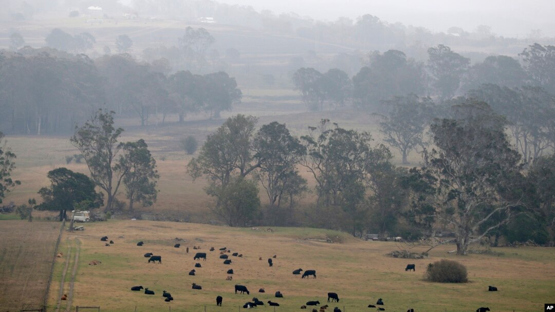 Ternak dibiarkan merumput saat kabut asap dan hujan menyirami ladang yang terbakar dekat Milton, Australia, 5 Januari 2020.