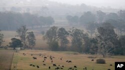 Ternak dibiarkan merumput saat kabut asap dan hujan menyirami ladang yang terbakar dekat Milton, Australia, 5 Januari 2020.