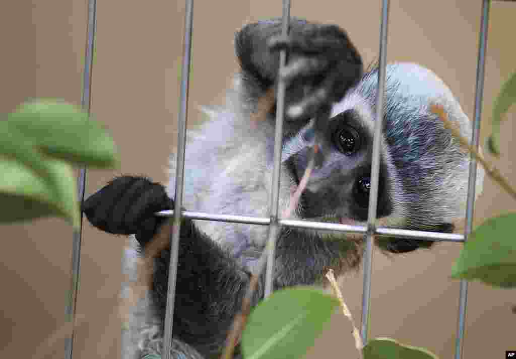 A new-born White-mantled Black Colobus tries to reach a leaf to eat in the warm weather at Ueno Zoo in Tokyo, Japan.