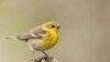 Decoding Bird Calls to Avoid Plane Strikes