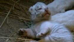 Rare White Tigers Cubs Wow at Japanese Zoo