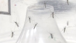 Zika Virus May be Hard to Stop