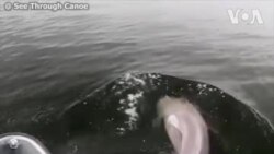 Un dauphin ouvre la voie au canotage