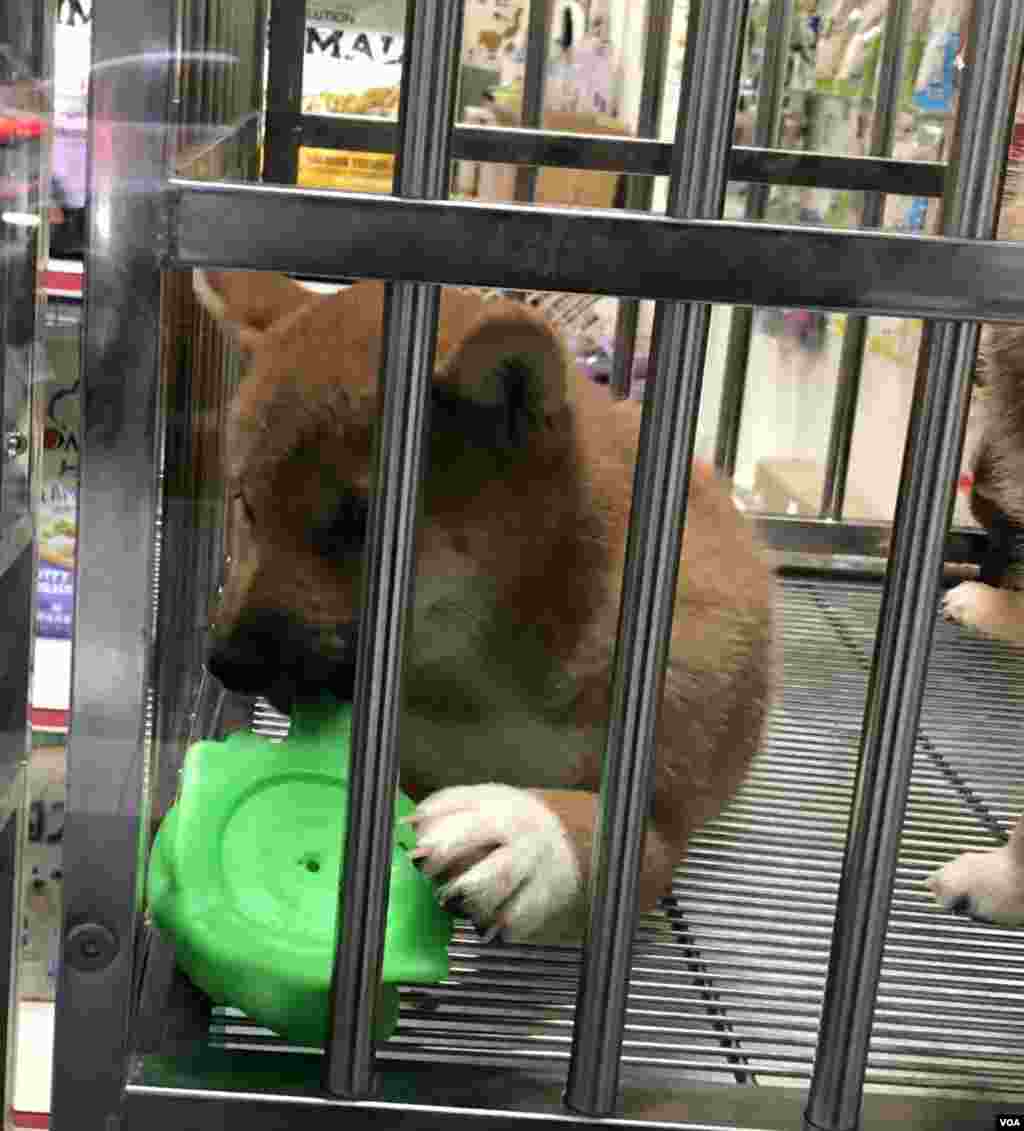 A Shiba Inu puppy is seen in a pet store window in Taipei, Taiwan, Dec. 2, 2019. (Ralph Jennings/VOA)