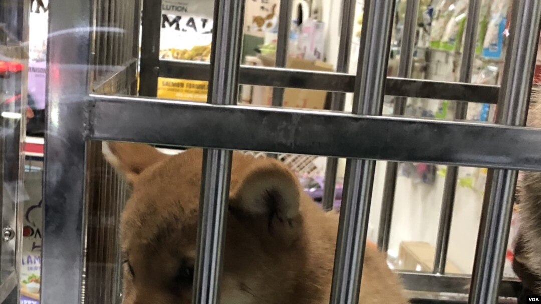 A Shiba Inu puppy is seen in a pet store window in Taipei, Taiwan, Dec. 2, 2019. (Ralph Jennings/VOA)