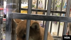 A Shiba Inu puppy is seen in a pet store window in Taipei, Taiwan, Dec. 2, 2019. (Ralph Jennings/VOA)