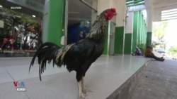 Li Bolivia Dîkek 8 Salan li Benda Xwedîyê Xwe yê Nexweş Dimîne