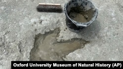 A newly uncovered dinosaur footprint is seen at Dewars Farm Quarry, in Oxfordshire, England, in this undated photo provided by Oxford University Museum of Natural History and the University of Birmingham on Jan. 2, 2025.