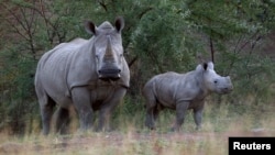 Seekor induk badak putih dan anaknya di Taman Nasional Pilanesberg, Afrika Selatan (foto: dok). Perburuan liar badak mencapai tingkat mengkhawatirkan dalam beberapa tahun terakhir di sana. 