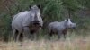 In S. Africa, World Rhino Day is Cause for Celebration, Sadness