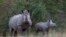 FILE: A White Rhino and her calf walk in the dusk light in Pilanesberg National Park in South Africa's North West Province. Taken Apr 19, 2012. 