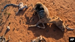 FILE - - The remains of dead livestock and a donkey are scattered at a camp for displaced people on the outskirts of Dollow, Somalia, Sept. 21, 2022. 