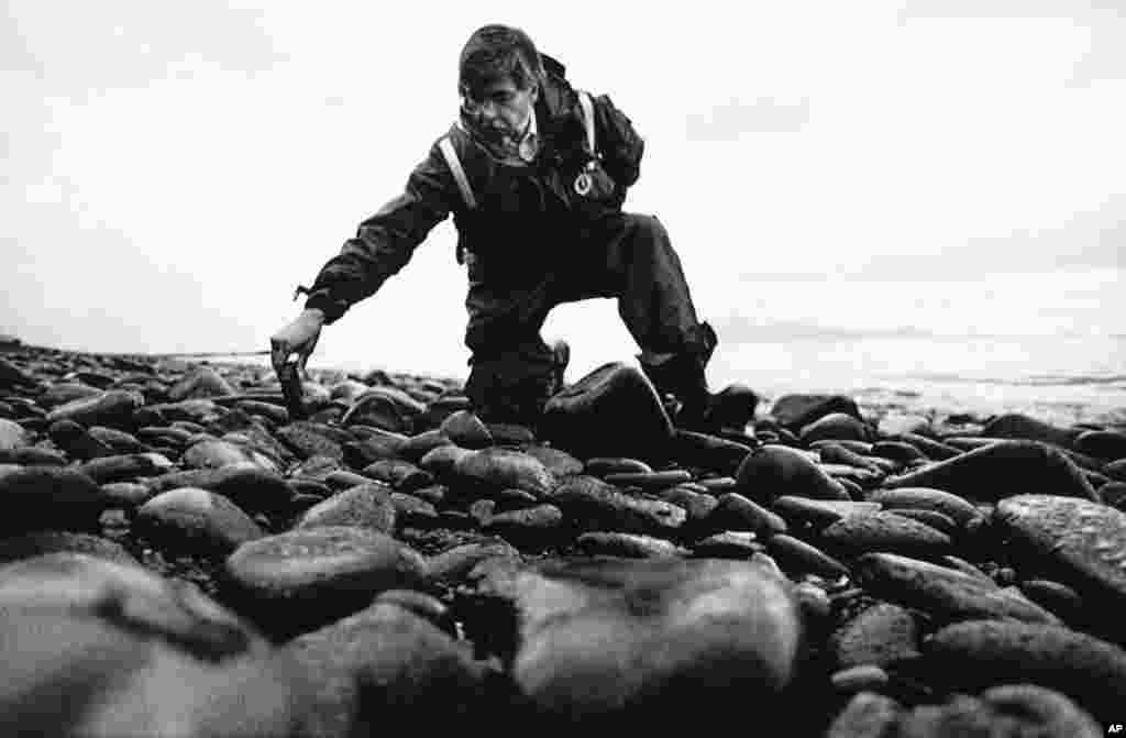 FILE - Steve Provant, Alaska's on-scene clean-up co-ordinator, examines oily rocks on Green Island, June 25, 1989, in Prince William Sound. The Coast Guard, which is overseeing Exxon's clean-up effort, declaring crews had "completed removal of gross contamination." But the oil came back.